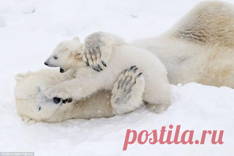 Белый медвежонок играет с мамой: очаровательные кадры!