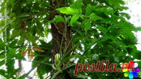 Сингониум ножколистный декоративнолистное вьющееся растение