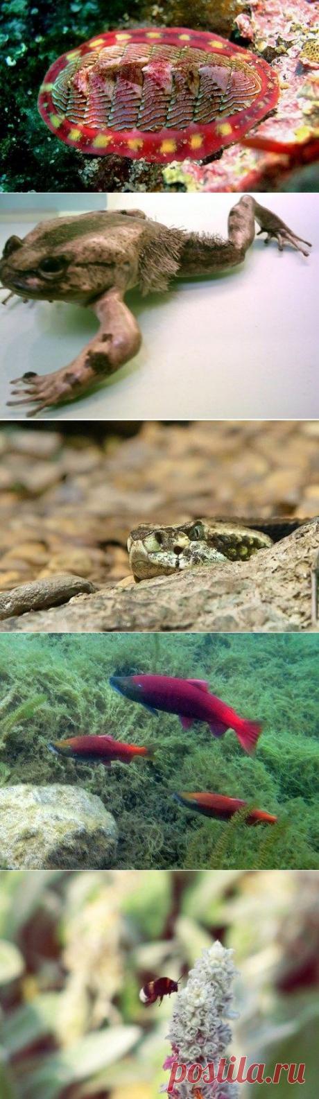 Супергерои среди животных / Научный хит