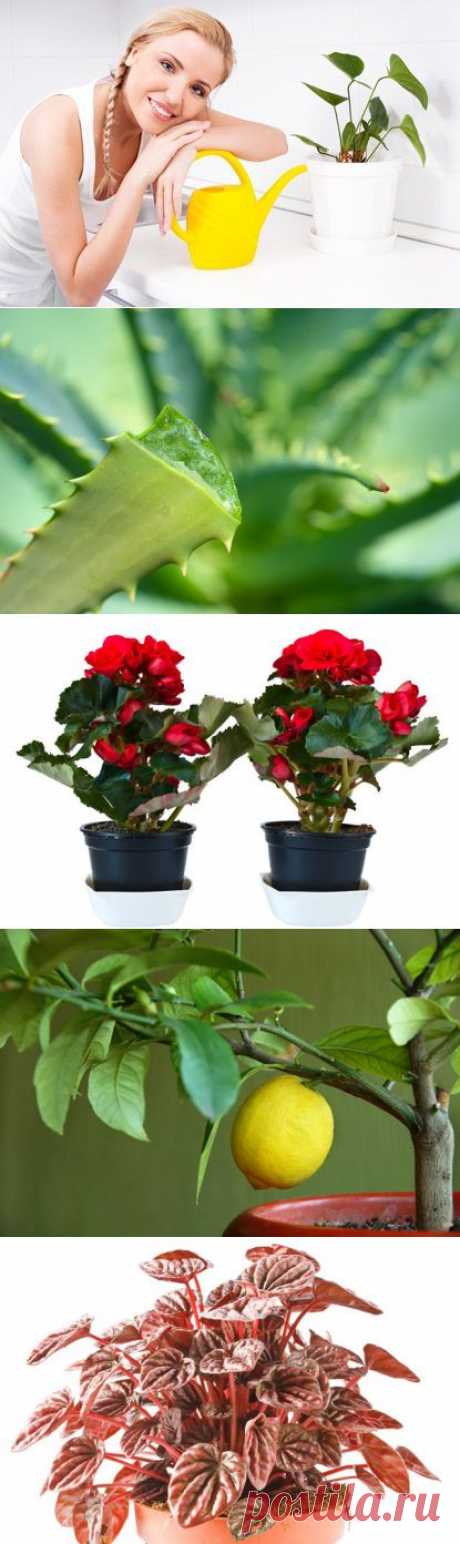 Топ-10 комнатных растений, полезных для здоровья / Домоседы