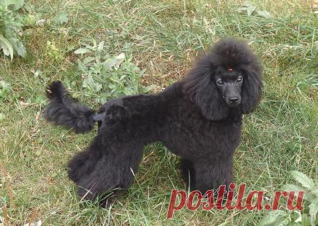 (97) Одноклассники