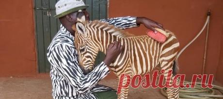 В африканской природоохранной организации за ласковой сироткой-зеброй ухаживают не только с любовью, но и со стилем 😎