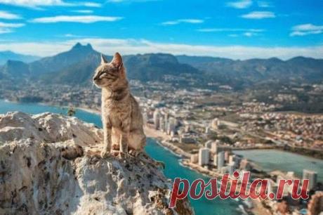 Угарные фото животных, которые поднимут вам настроение на весь день