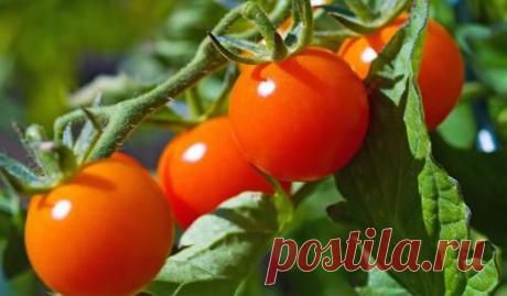 Усадьба | Огородник : Как вырастить крупные томаты без химии?