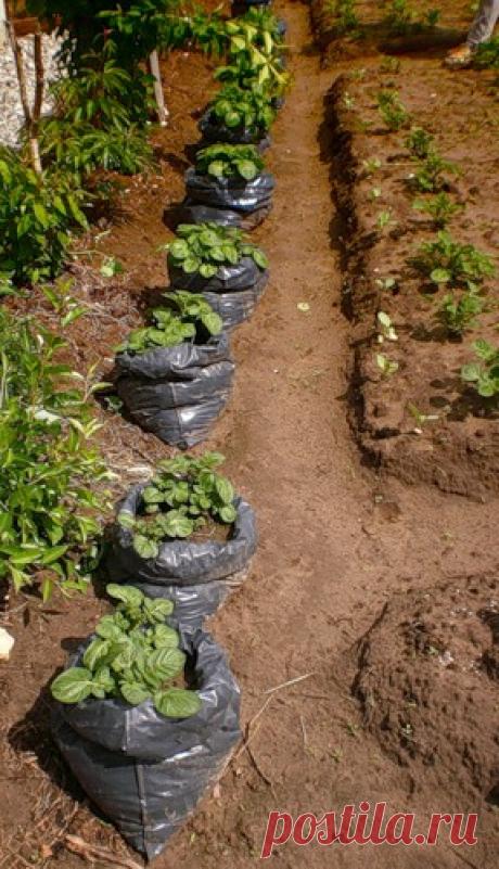 Интересный способ посадки картофеля - в мешки!