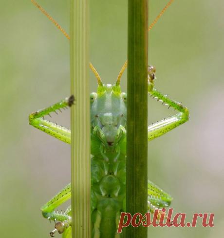 «Взгляд». Снимок Олега Комарицкого – участника фотоконкурса «Дикая природа России 2017»: bit.ly/DPR2017