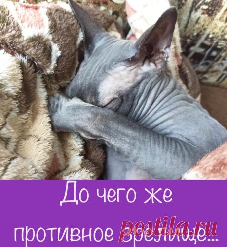 Для чего существуют коты: чтоб у людей от смеха болели животы (прикольные кото-фото) | Мой обожаемый кот | Яндекс Дзен