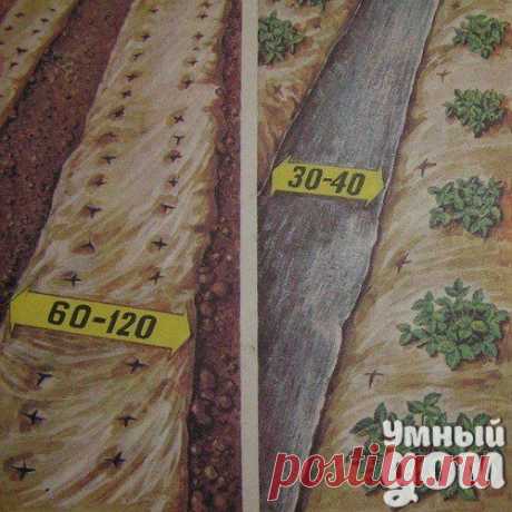 идеи для дома_сад | Записи с меткой идеи для дома_сад | Мир увлечений