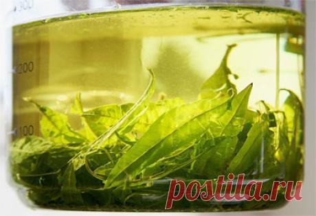 Здоровье почек: симптомы и лечение народными средствами