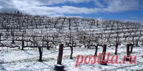 Восстановление виноградника после морозов