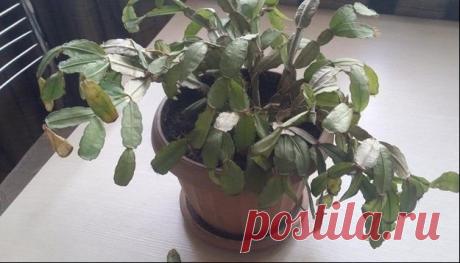 Как помочь вашему Декабристу, если у него начали увядать листья Чтобы у вашего любимого растения не вяли листья, соблюдайте ряд простых правил