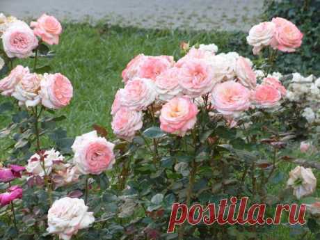 Мастер-класс: создание (гибридизация) нового сорта розы