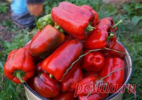 Сад и огород | Записи в рубрике Сад и огород | Дневник anngol