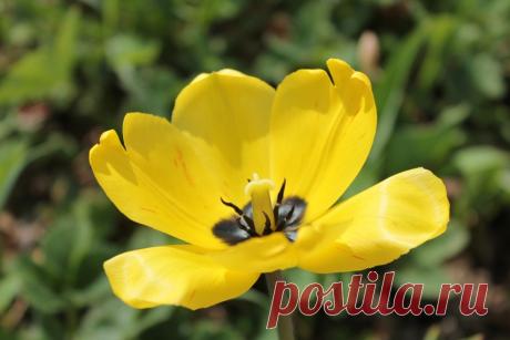 Тюльпан раскрылся...