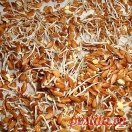 Проростки льна - ваш личный гастроэнтеролог