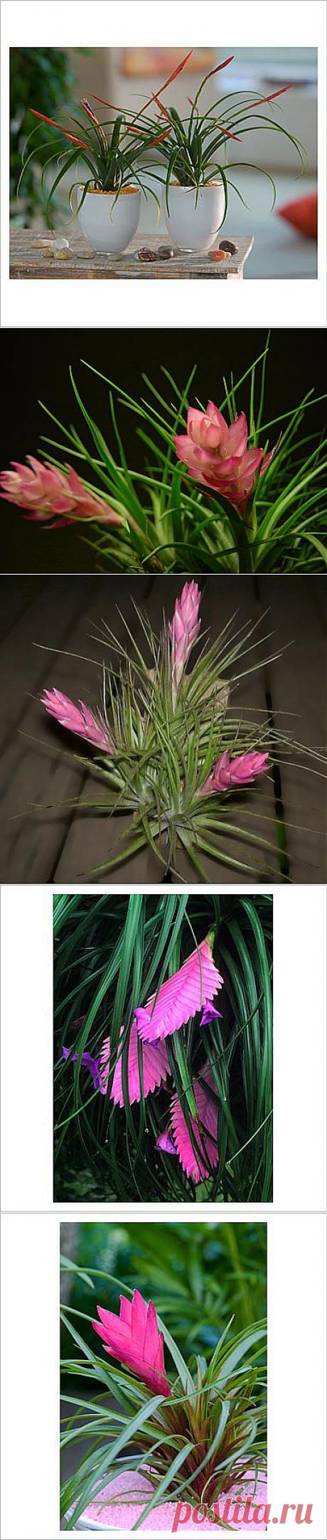 Тилландсия - виды и особенности ухода | GreenHome