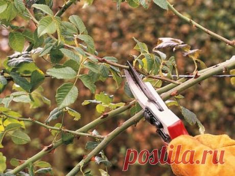 Выращивание цветов | Записи в рубрике Выращивание цветов | Дневник Nik2003