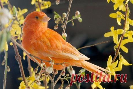 Неужели это кенар?!