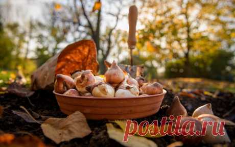 Когда сажать тюльпаны: сроки для разных регионов | undefined (undefined)