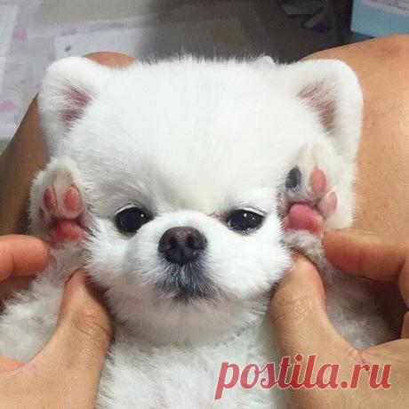 Как не оценить это чудо?