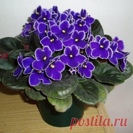 В какой подкормке нуждаются разные комнатные растения - МирТесен