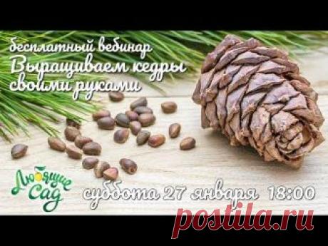 "Выращиваем кедры свои руками"