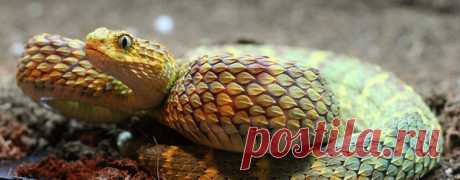 Страшные животные нашей планеты, в существование которых трудно поверить (описание и фото) | Мир животных и растений | Яндекс Дзен