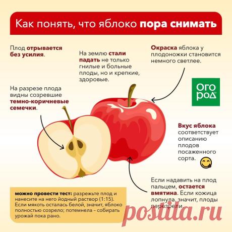 Как понять что яблоко пора снимать