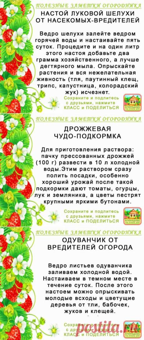 (61) Одноклассники