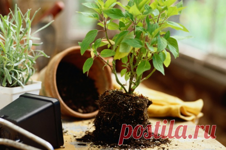 Основные ошибки ухода за комнатными растениями — В РИТМІ ЖИТТЯ