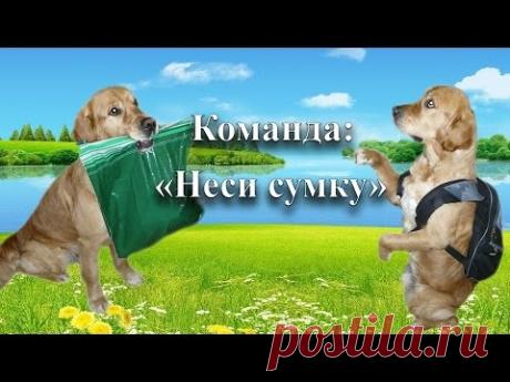 Дрессировка собаки. Команда: НЕСИ СУМКУ !