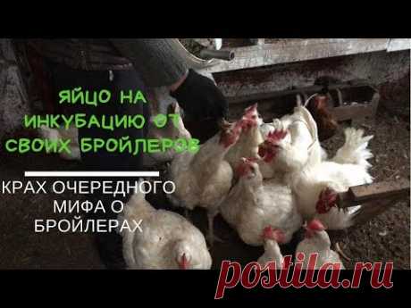 Яйцо для инкубации от своего бройлера. Крах очередного мифа " про падение на ноги "