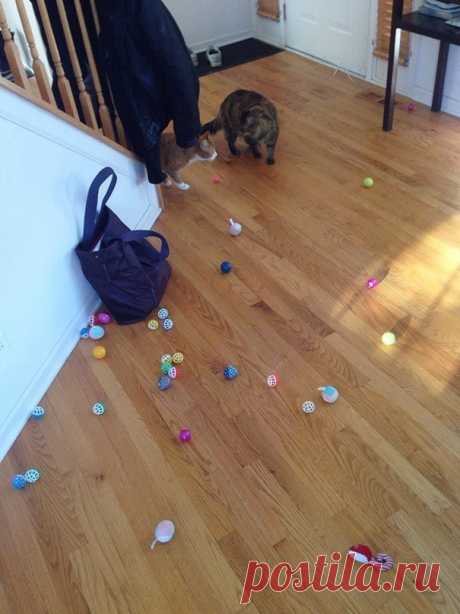 18 котов-воришек, вместе со своими сокровищами / Питомцы