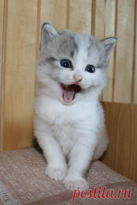 Киски и другие чудеса природы! | Фотографии Ирина Иванова | 77 фото