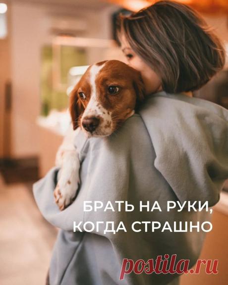 Photo by Кинолог Антонина Зимарева on May 03, 2022. May be an image of 1 person, dog and text that says 'брать на руки, когда страшно'.