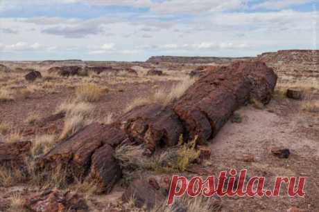 Национальный парк «Окаменевший лес» | Люблю Себя