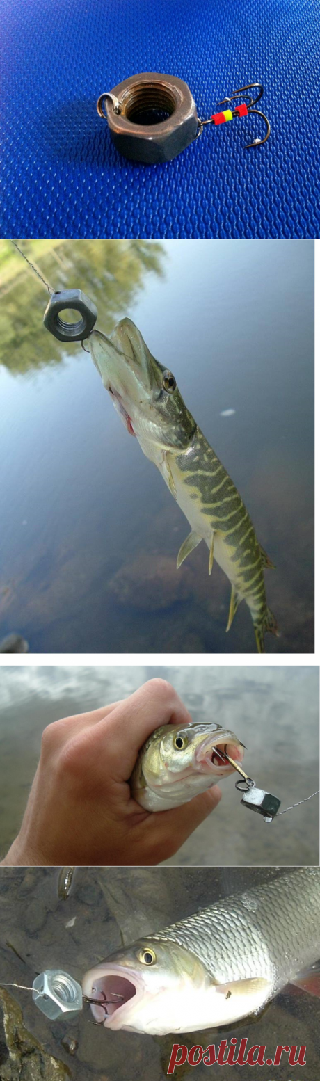 Кого ловят на гайку? 3 хищника, которые не устоят против этой самоделки! | Блоги о даче и огороде, рецептах, красоте и правильном питании, рыбалке, ремонте и интерьере