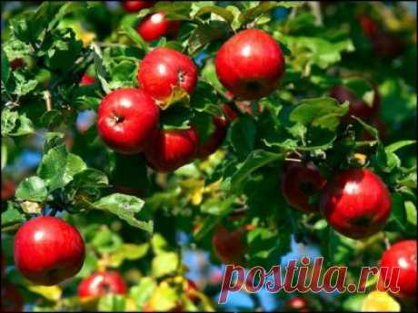 Статьи о растениях и садах