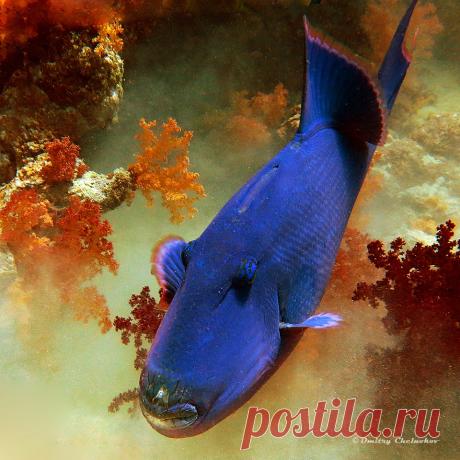 НЫРЯЕМ, ГОСПОДА!