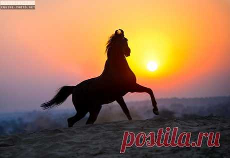 Лошади, ч.14 – Блог. Run, пользователь Марина Николаева | Группы Мой Мир