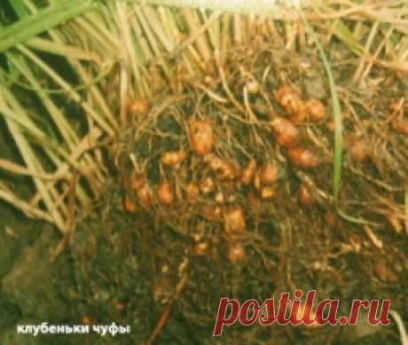 Чуфа - земляной миндаль. - Садоводка