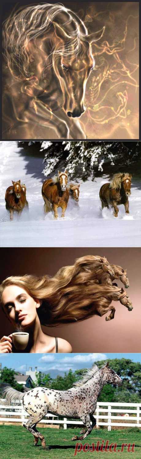 10 ИНТЕРЕСНЫХ ФАКТОВ О ЛОШАДЯХ