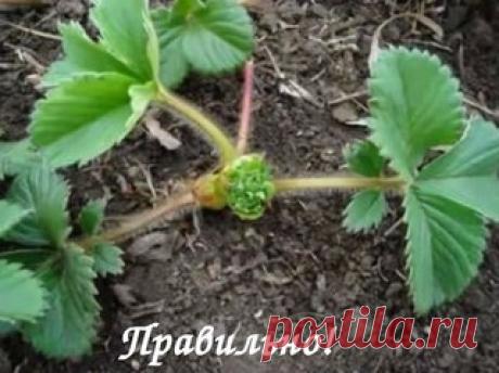 Home garden|Сад, огород, дача | ВКонтакте