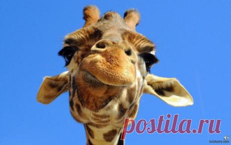 Отель Giraffe Manor Boutique - Путешествуем вместе