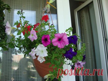 Балконные растения - 2014 | 34 фотографии