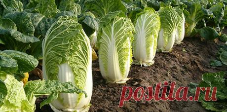 Что посадить на освободившиеся грядки - Дачные советы