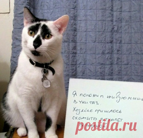 «Преступление и наказание» - 12 фото котиков, призванных к ответственности | Адекватное родительство | Яндекс Дзен