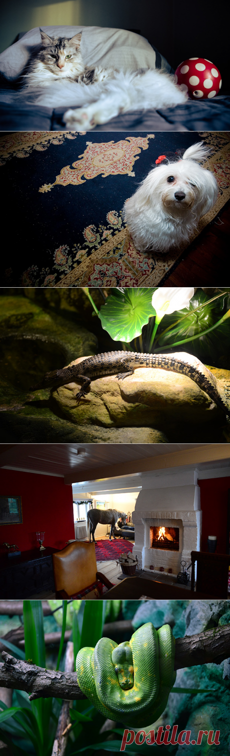 Чужой против хищника
Как жить в одной квартире с животными и не сойти с ума