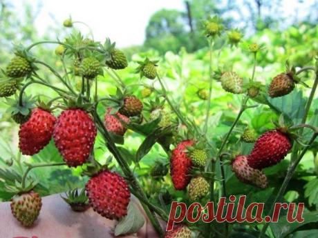 Земляника сорт Регина - описание, посадка, уход, отзывы
