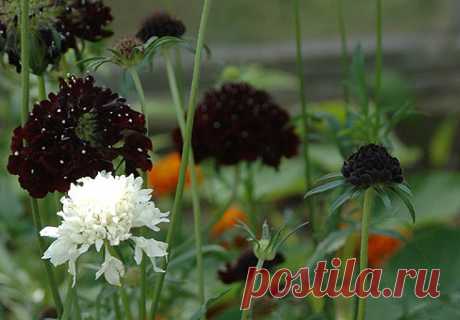 Скабиоза, вдовушка, коростовник (Scabiosa)
